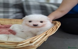 Pomeranian dogs for sale: Exellent quality mini ** pomeranian puppies  - Image 11