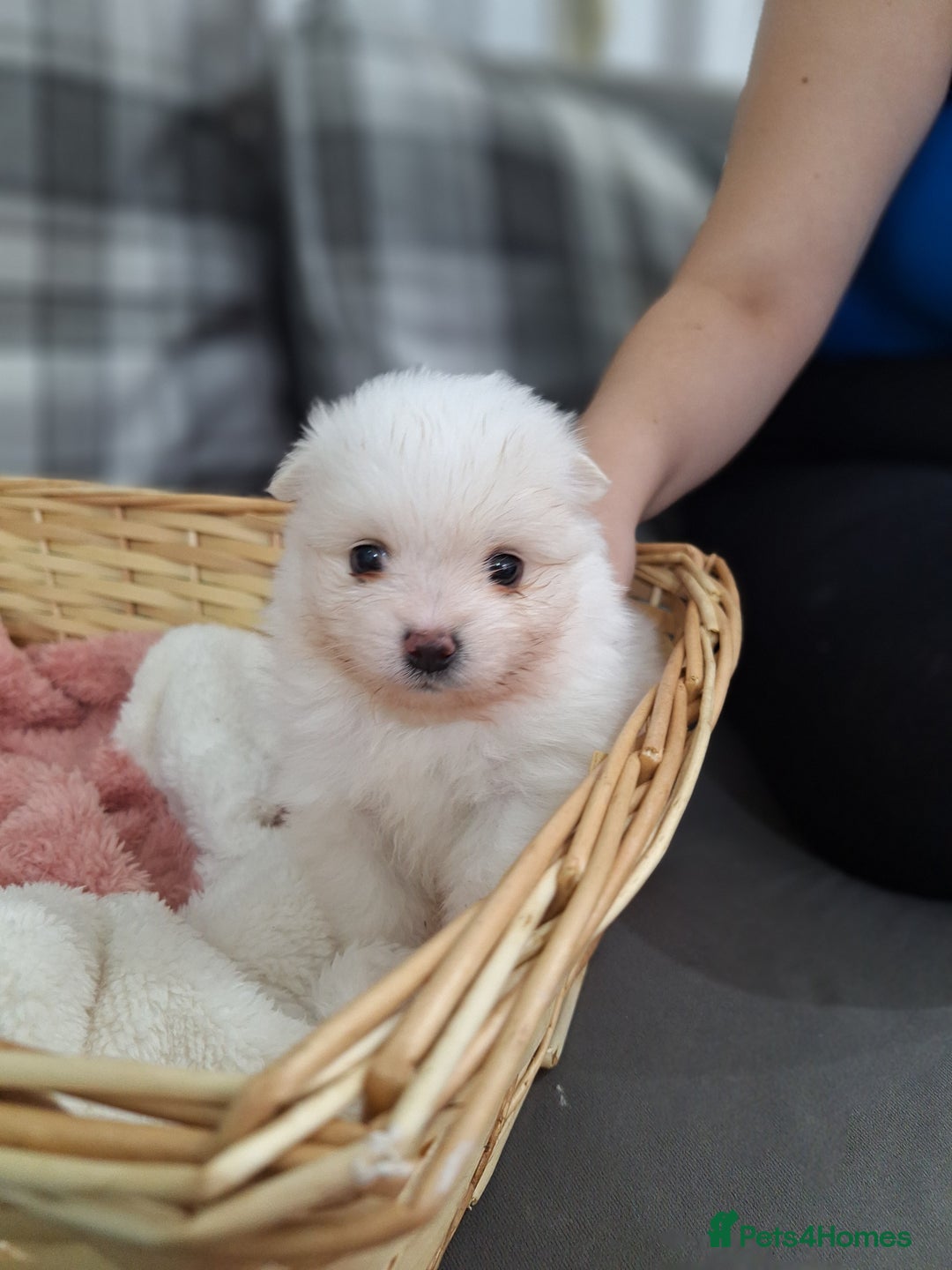 Pomeranian dogs for sale: Exellent quality mini ** pomeranian puppies  - Image 11