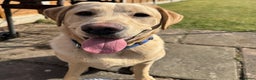 Labrador Retriever dogs for sale: Excellent labrador retriever - Advert 2