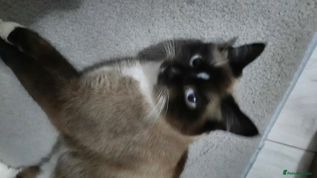 Mixed Breed cats for sale: Ragdoll x Persian  - Advert 9