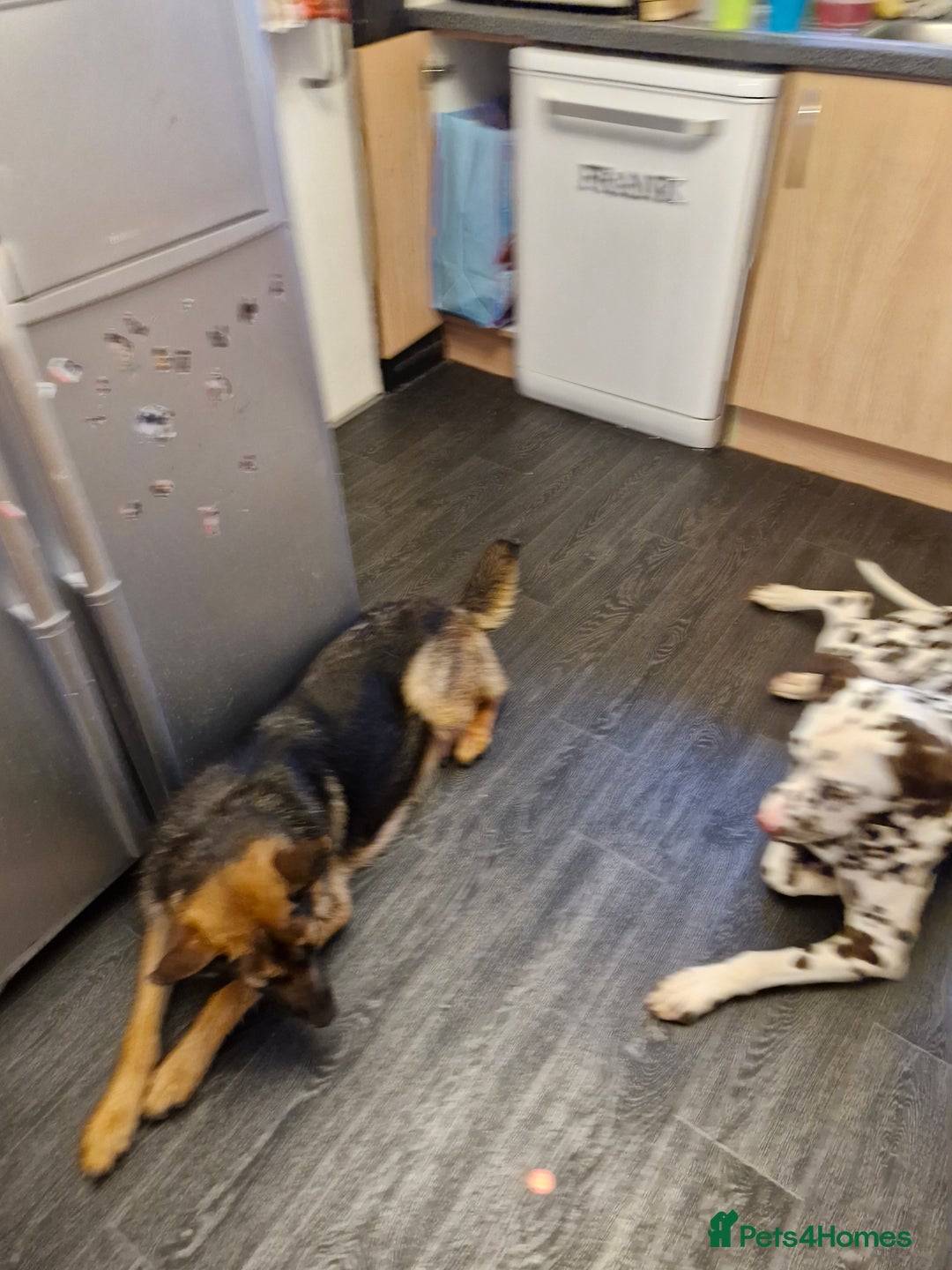 Mixed Breed dogs for sale: German shepherd and Dalmatian for rehoming - Advert 1