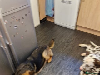 Mixed Breed dogs German shepherd and Dalmatian for rehoming - Advert 1