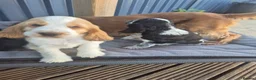 Cocker Spaniel dogs for sale: Outstanding Cocker Spaniel puppies READY NOW - Advert 22