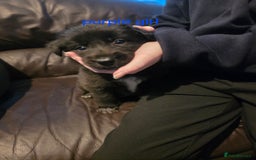 Shepsky dogs for sale: 7 beautiful shepsky puppies - Advert 7