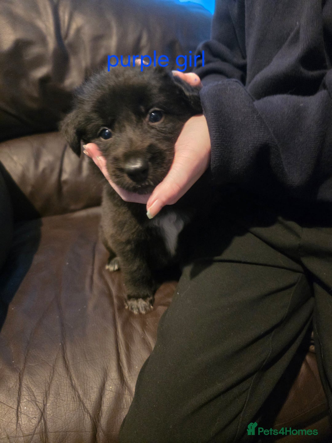 Shepsky dogs for sale: 7 beautiful shepsky puppies - Advert 7