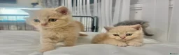 British Shorthair cats for sale: ⭐️ 6 BRITISH CREAM SHORTHAIR ⭐️ - Advert 5
