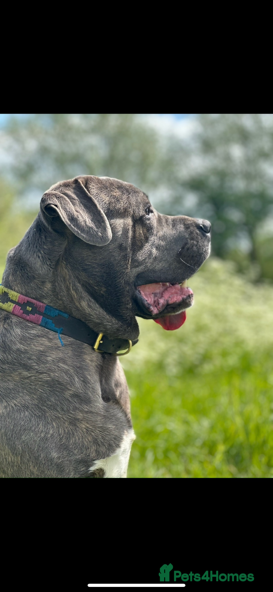 Cane Corso dogs for sale: Proudly presenting - Advert 17