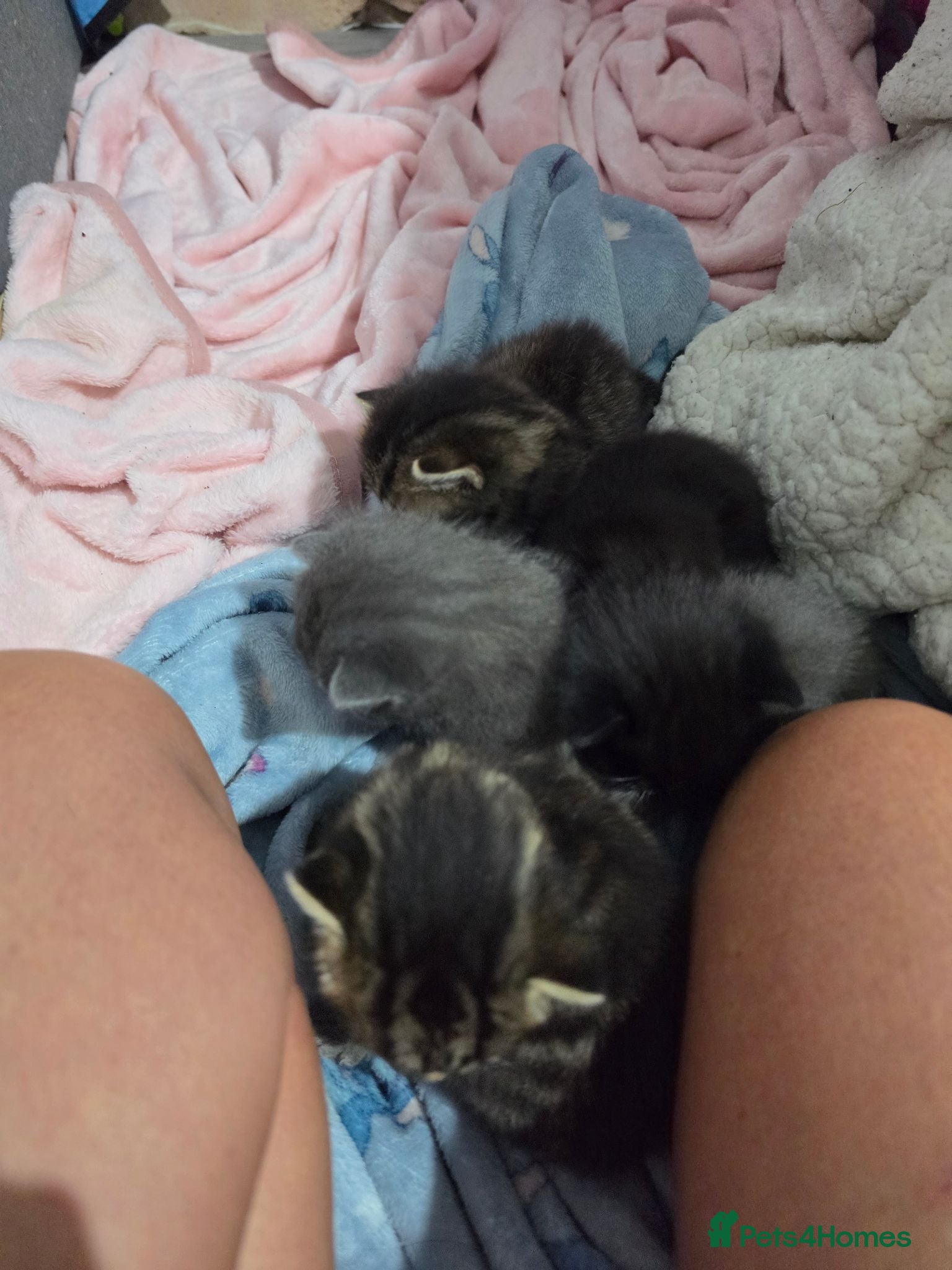 Domestic Shorthair cats 4 beautiful kittens - Advert 2