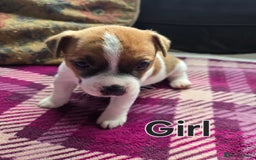 Jack Russell dogs for sale: Stunning Jack Russell Pups - Image 7
