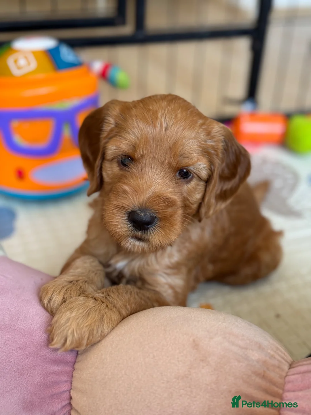 Australian Labradoodle dogs for sale: Australian labradoodle puppy Medium - Advert 2
