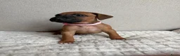 Rhodesian Ridgeback dogs for sale: 12 Gorgeous Rhodesian Ridgebacks   - Advert 3