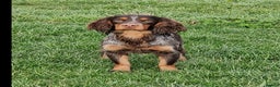 Cocker Spaniel dogs for stud: Health Tested liver roan and tan  working cocker   in Malton - Advert 8