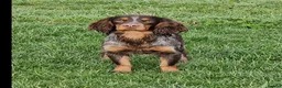 Cocker Spaniel dogs for stud: Health Tested liver roan and tan  working cocker   in Malton - Advert 10