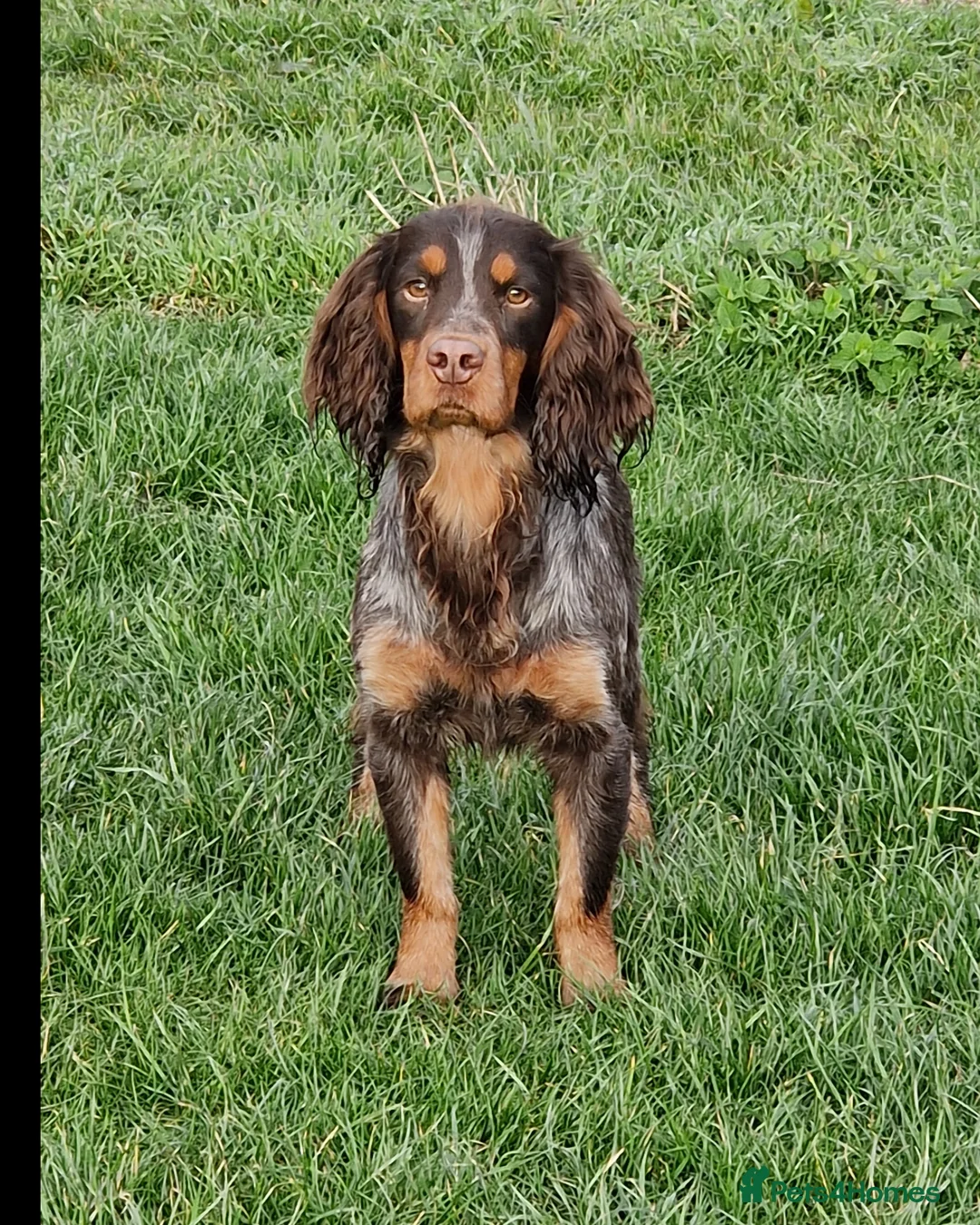 Cocker Spaniel dogs for stud: Health Tested liver roan and tan  working cocker   in Malton - Advert 10