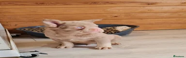 French Bulldog 2