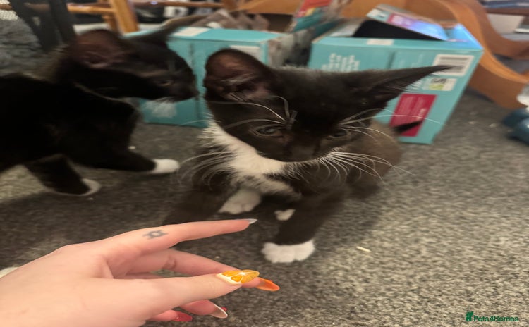Domestic Shorthair cats - Advert 3