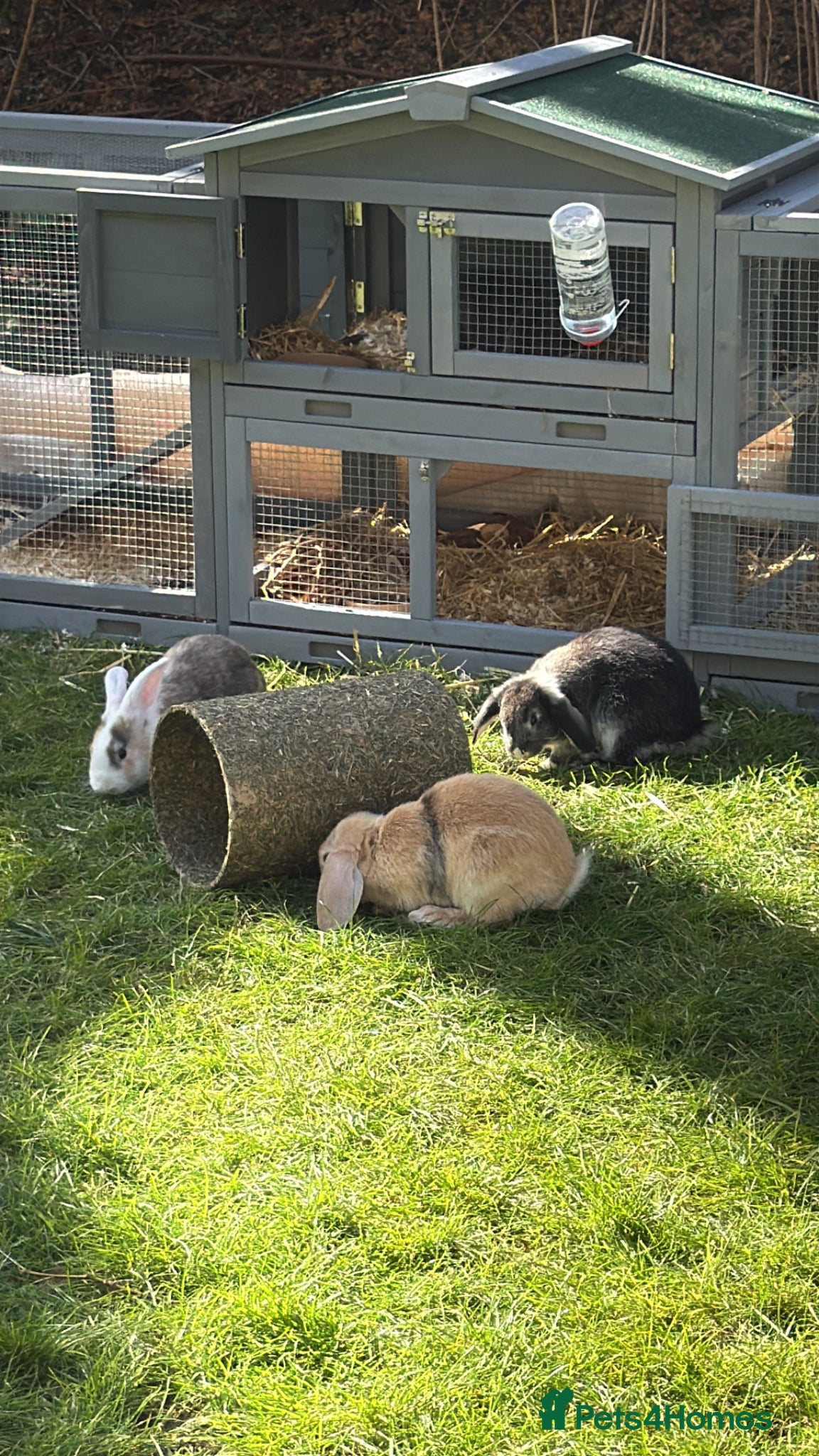 English rabbits Rabbit for donation - Advert 3