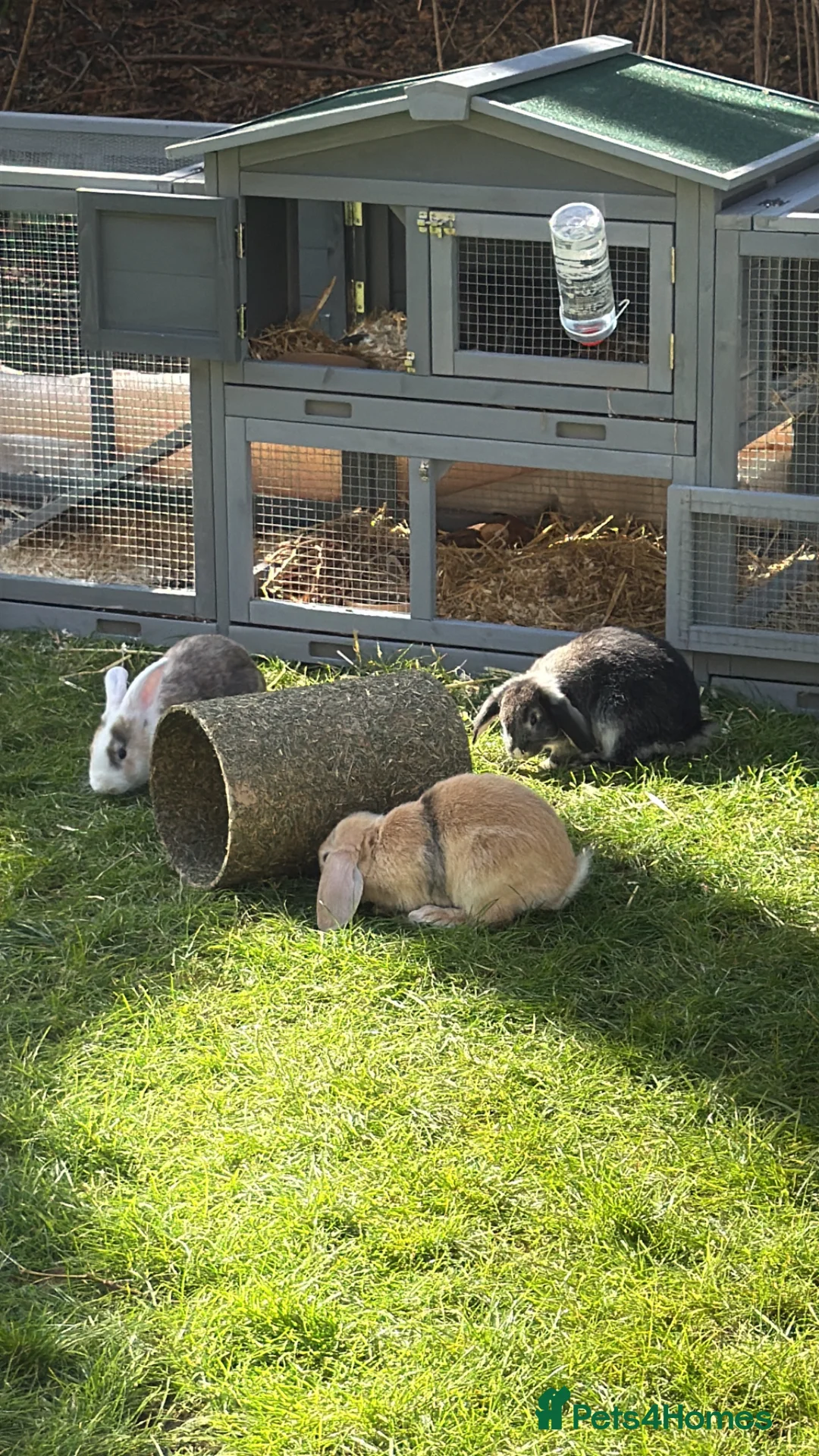 English rabbits for sale: Rabbit for donation in London - Advert 1