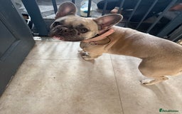 French Bulldog dogs for sale: Rehoming French Bulldog - Image 2