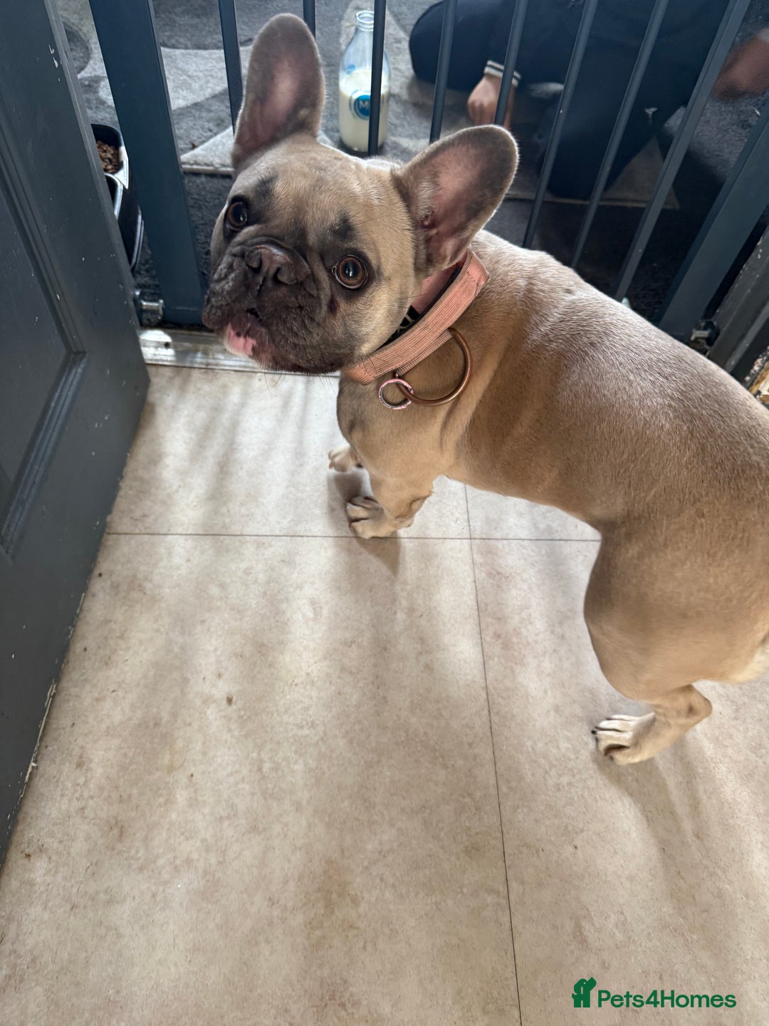 French Bulldog dogs for sale: Rehoming French Bulldog - Image 2