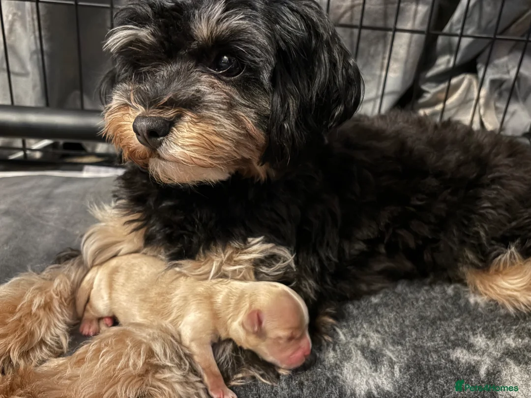 Maltipoo dogs for sale: Tiny Stunning maltipoo puppies  - Advert 10