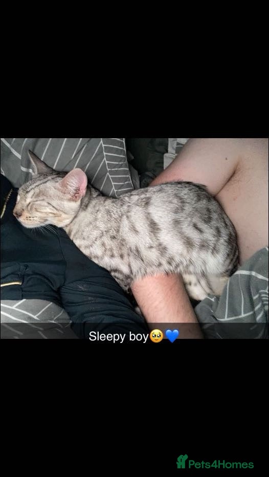Bengal cats Silver lynx begal - Advert 1