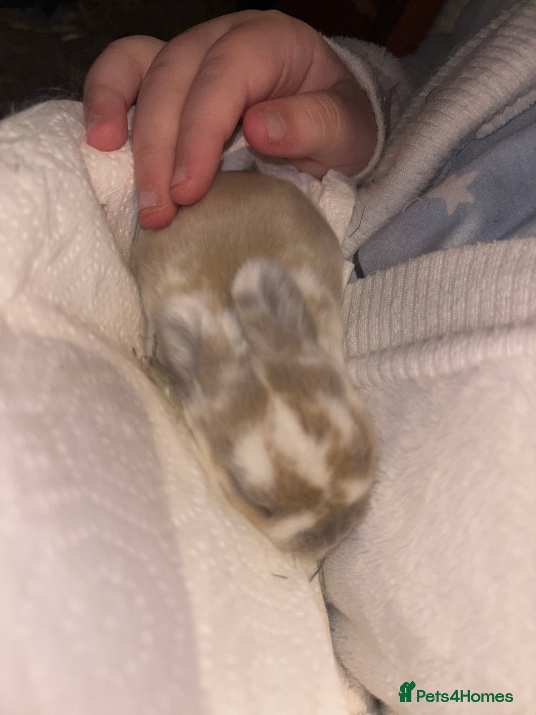 Mini Lop rabbits for sale: Mini Lop Butterfly new born bunnies  - Advert 22