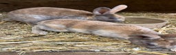 Rex rabbits for sale: 3 Mini rex  - Advert 6