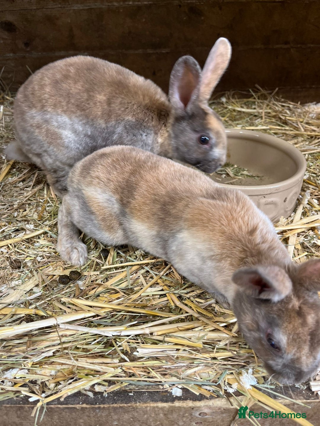 Rex rabbits for sale: 3 Mini rex  - Advert 6