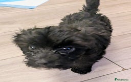 Mixed Breed dogs for sale: Cockapoo x cairn terrier - Image 1