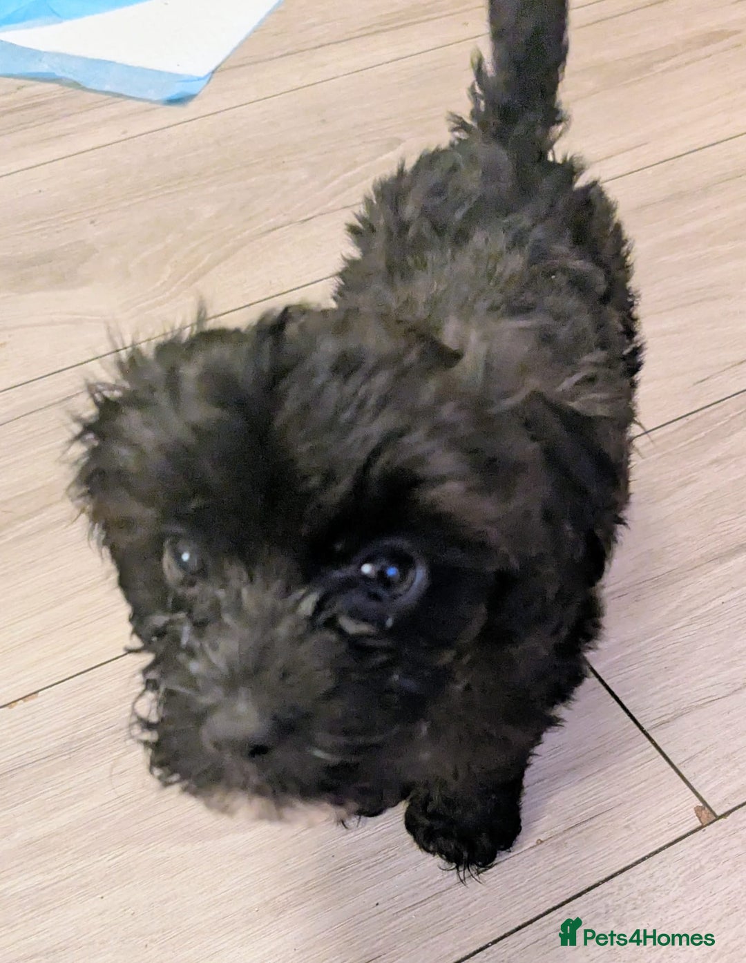 Mixed Breed dogs for sale: Cockapoo x cairn terrier - Image 1