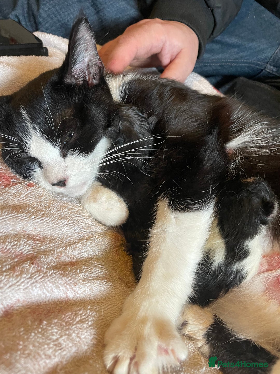 Mixed Breed cats for sale: Two kittens for sale  - Image 6