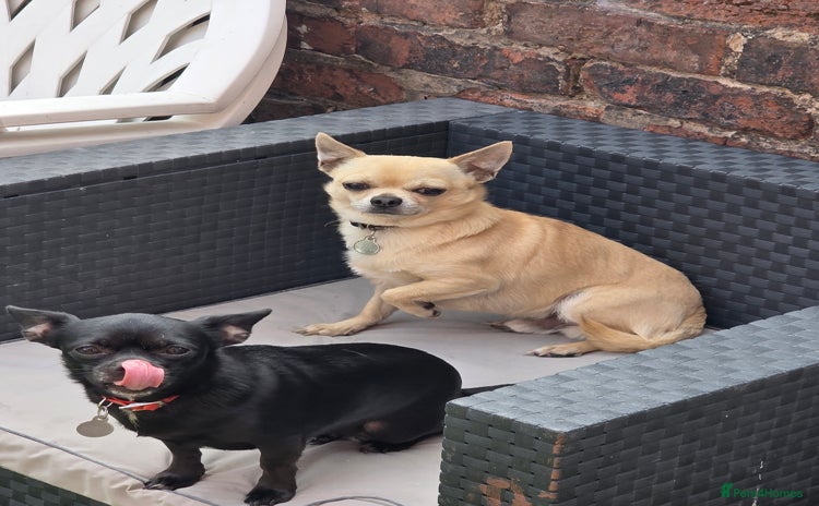 Chihuahua dogs - Advert 3