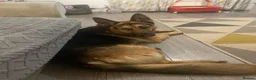 German Shepherd dogs for sale: Benji in Louth - Advert 6