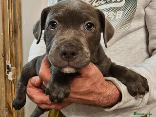 Staffordshire Bull Terrier dogs Not KC Reg Blue Staffordshire Bull Terrier Puppies - Advert 2