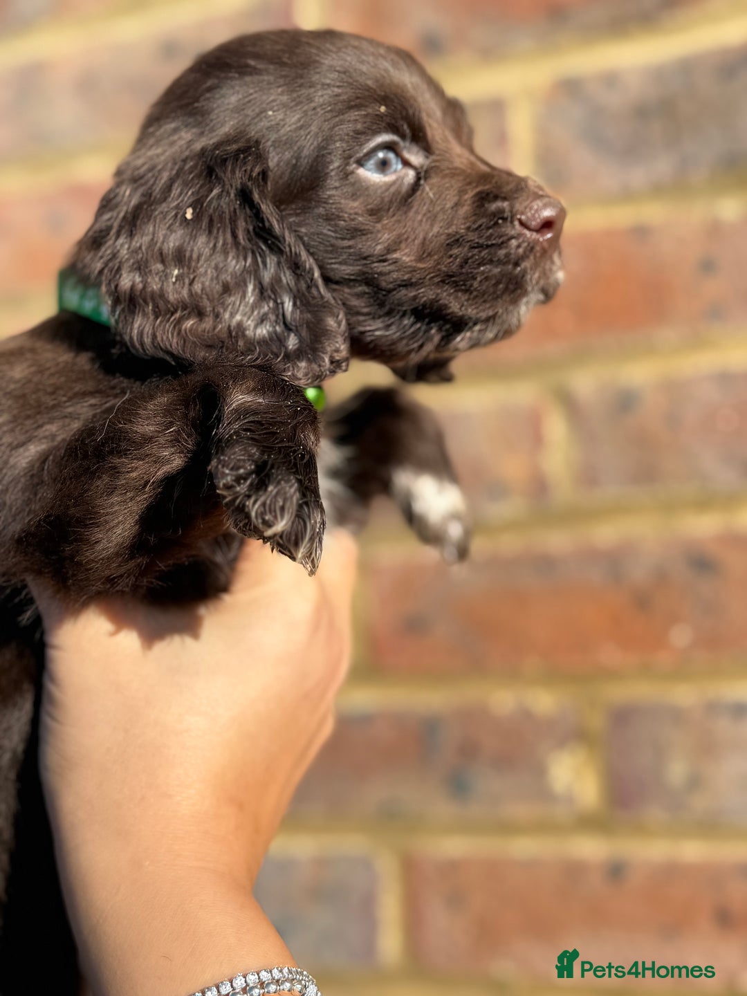 Sprocker dogs for sale: 6 Beautiful puppies  - Advert 2