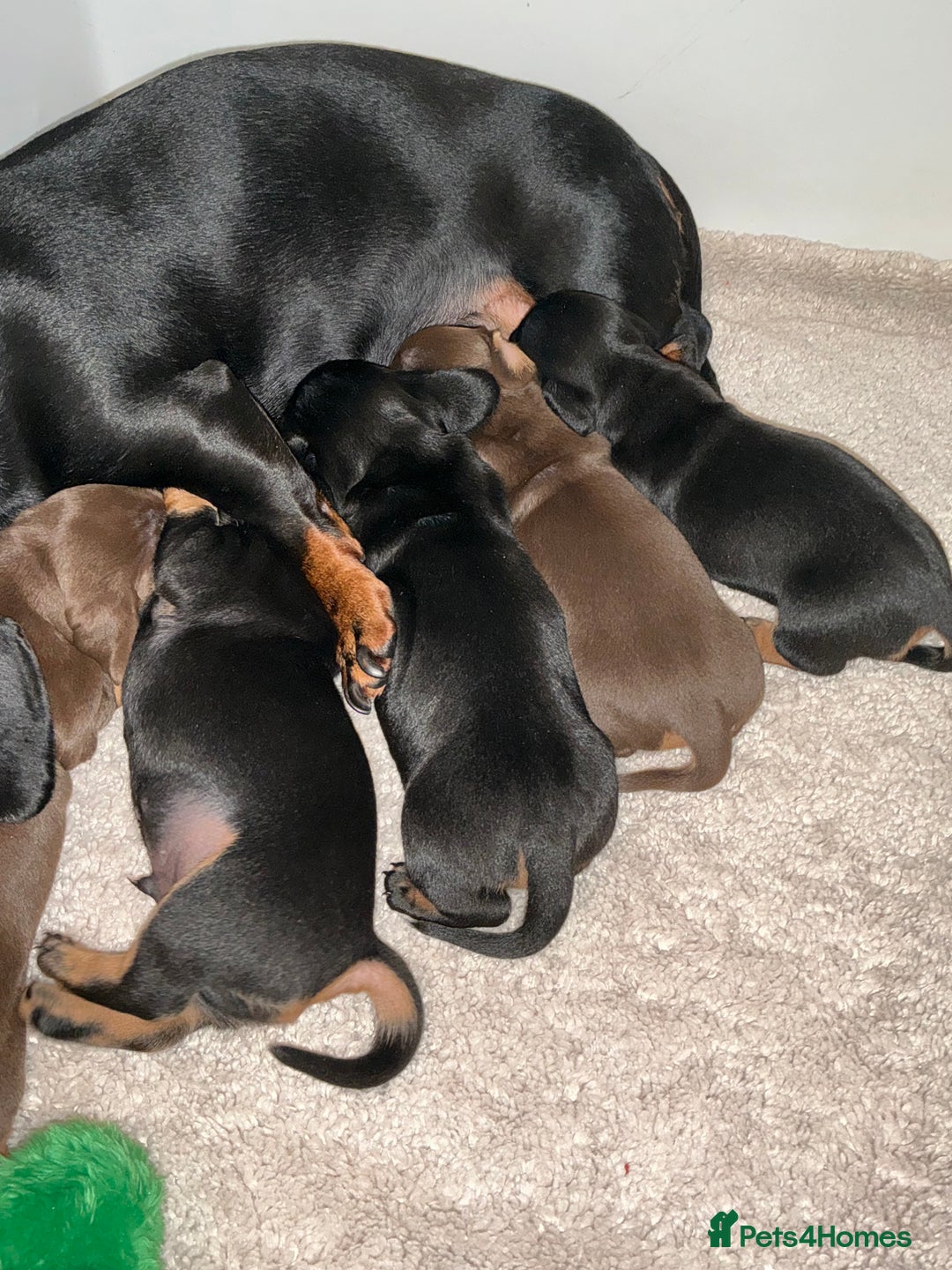 Miniature Dachshund dogs for sale: Nature smooth hair dash shows - Advert 2