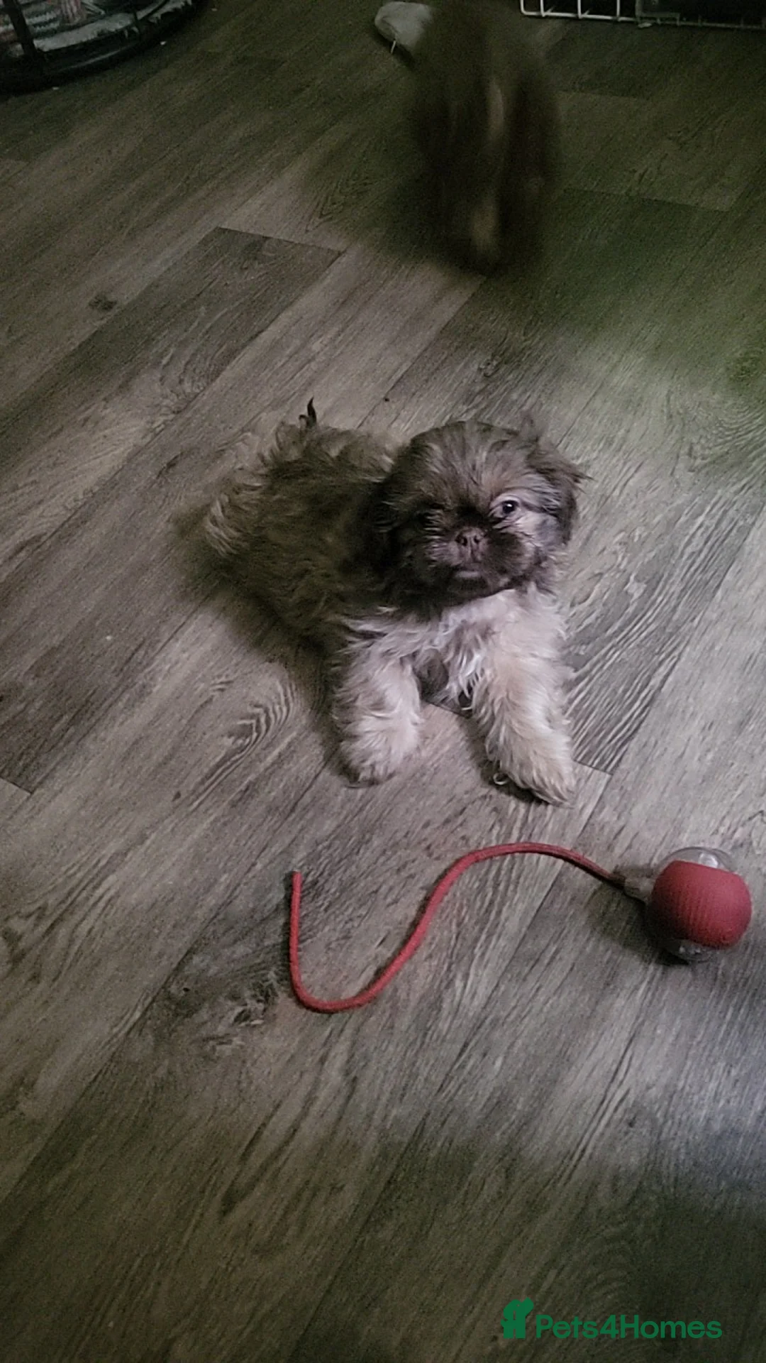 Shih Tzu dogs for sale: shih tzu imperial small girl & boy choc orange  - Advert 2