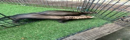 Ferret rodents for sale: Baby boy Ferrets - Advert 2