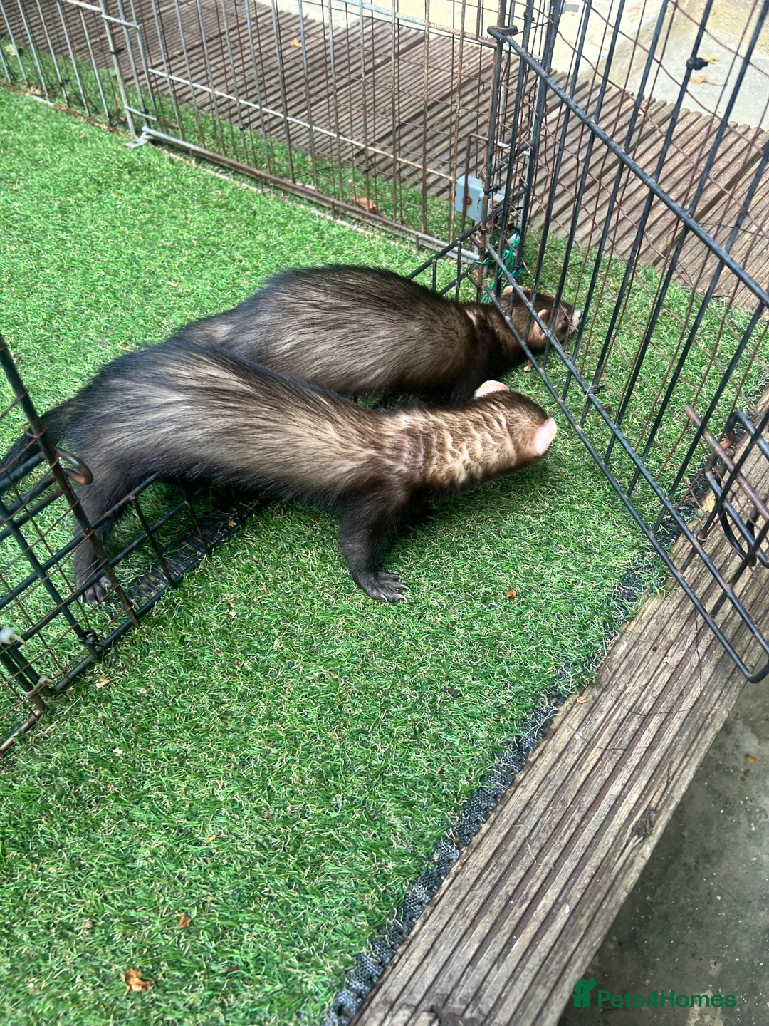 Ferret rodents for sale: Baby boy Ferrets - Advert 2