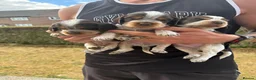 Cocker Spaniel dogs for sale: Cocker Spaniel puppies looking for forever homes♥️ - Advert 6