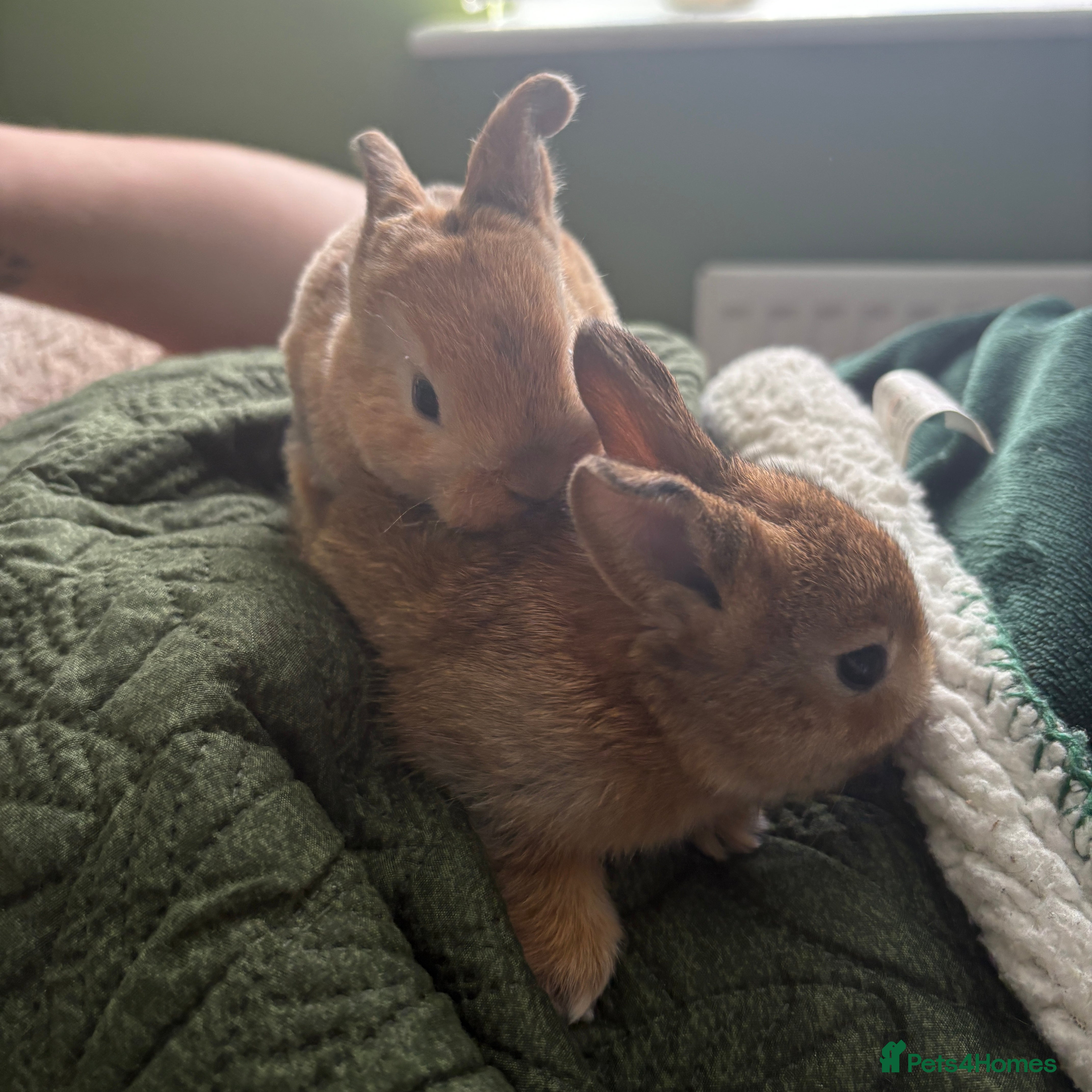 Mixed Breed rabbits Two beautiful baby bunnies - Advert 1