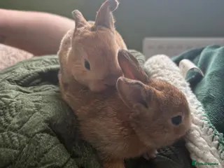 Mixed Breed rabbits Two beautiful baby bunnies - Advert 1