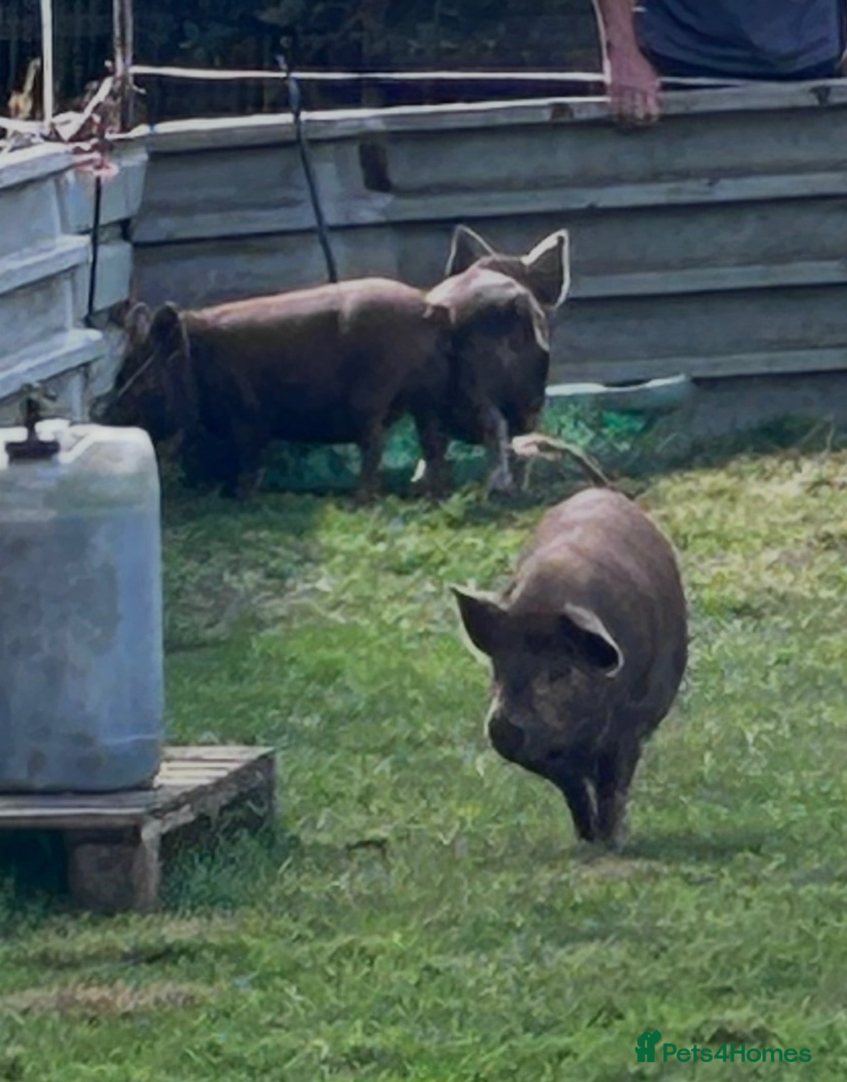 Pig livestock Female Juliana X kune kune piggies - Advert 10