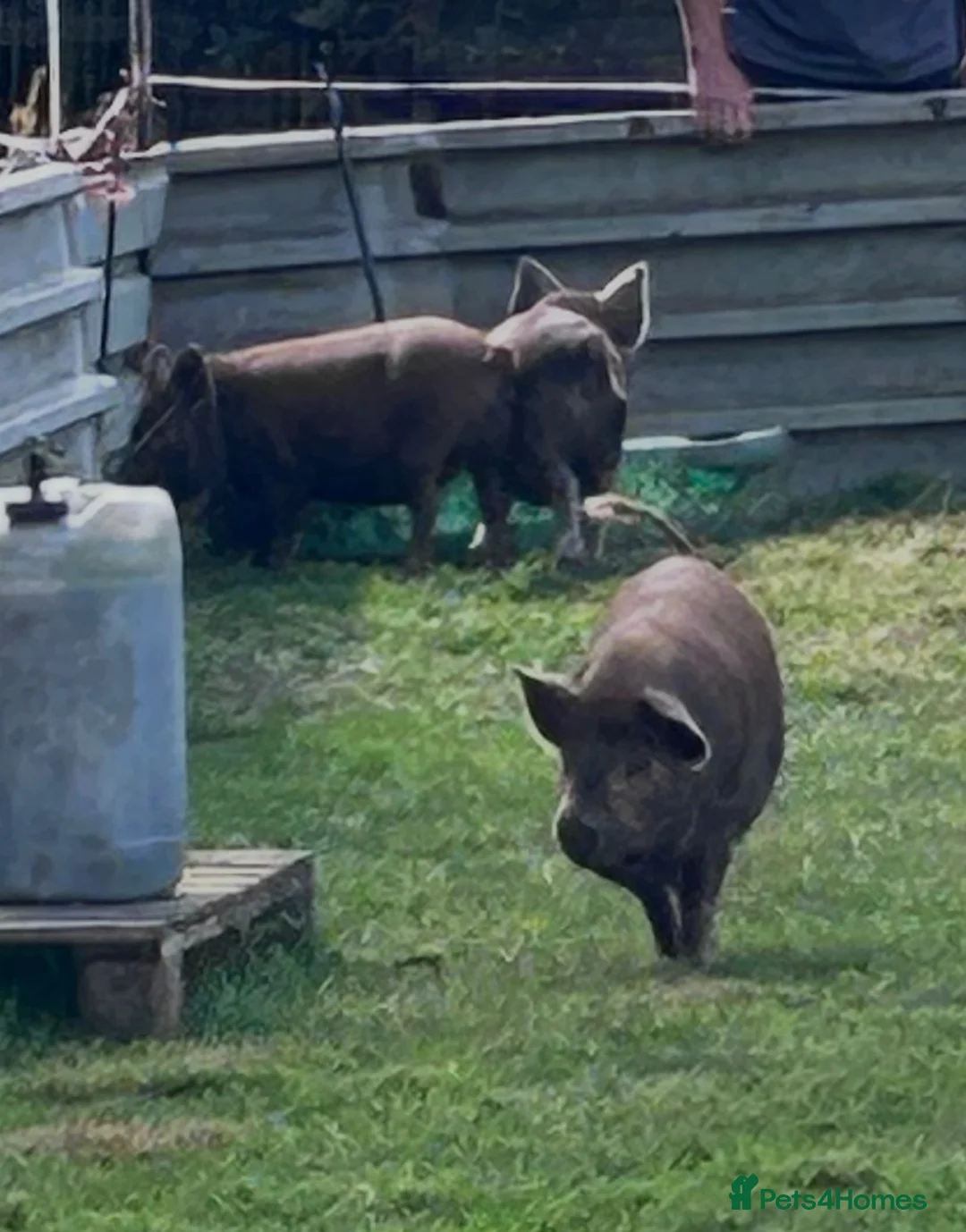 Pig livestock for sale: Female Juliana X kune kune piggies - Advert 1