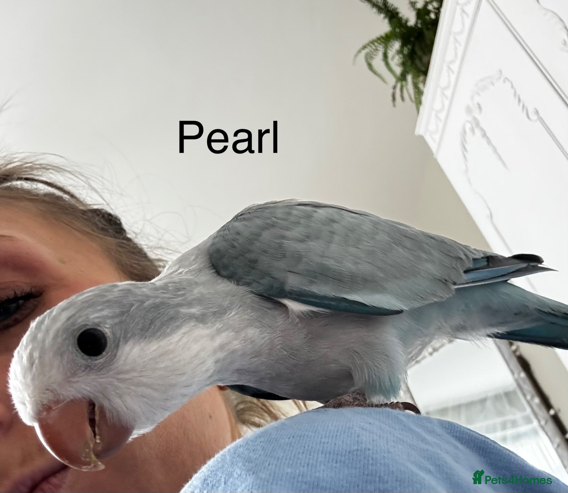 Parrots birds Silly tame Quaker babies - Advert 13