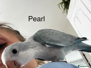 Parrots birds Silly tame Quaker babies - Advert 13