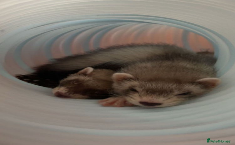 Ferret rodents - Advert 1