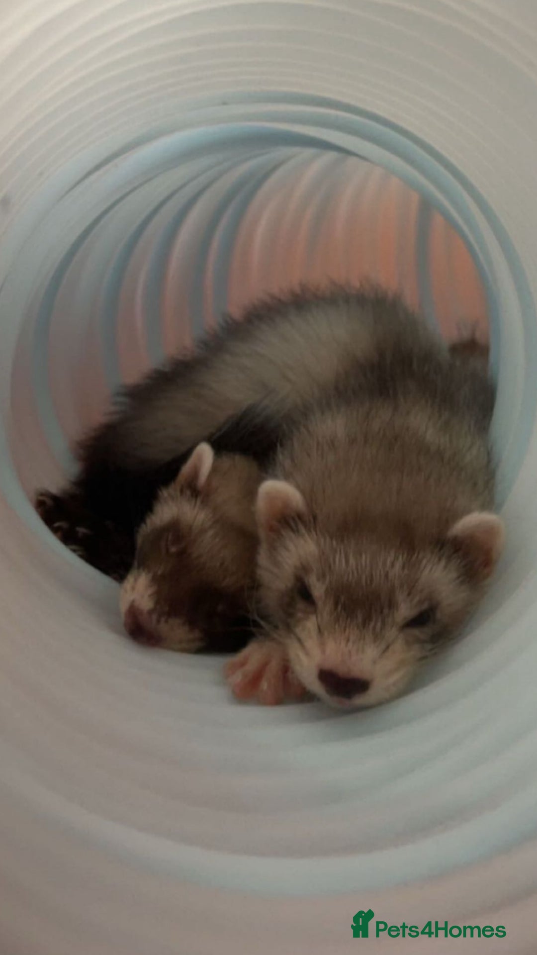 Ferret rodents for sale: Jill ferrets - Image 1