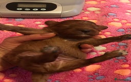 Cavapoo dogs for sale:  Cavapoo F1 Red Boys , Visits start this weekend  - Image 12